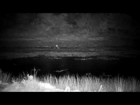 Djuma: Four Hippos together in the dam - 05:43 - 06/25/2022