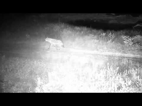 Djuma: Another lone Hyena appears and Jackals calling in distance - 20:14 - 05/08/20