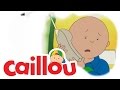 Caillou Caillou S Cross Word S02E19 Cartoon For Kids
