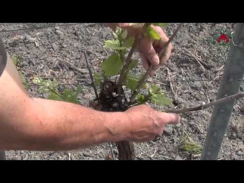 Ausbrechen und Triebkorrektur: "Sanfter Schnitt", 10 J. alter Stock, W.burgunder