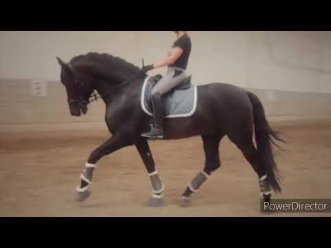 5 jähriger P.R.E. Hengst