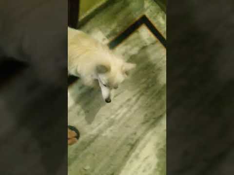 my cute dog #love #gurjeet lifestyle # ytshorts