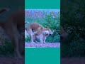 Big Dog And Little Bitch Funny Clip