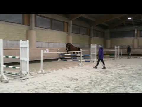 Diamantina (Aganix du Seigneur x Diamant de Semilly) I SPRZEDANA / SOLD