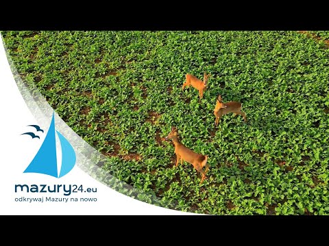 Jesiennie mazurskie pola... a na nich ptaki i sarny