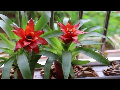 垂花水塔花