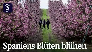Pfirsichblüten in Spanien begeistern Besucher