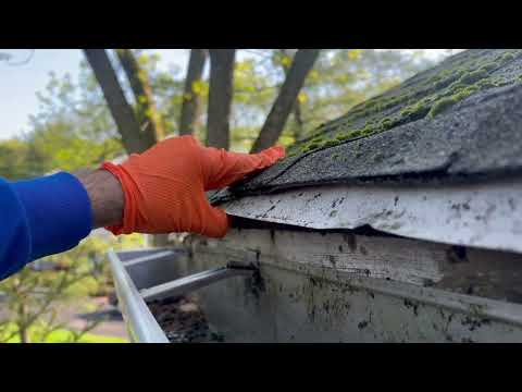 Carpenter Bees Hiding Above the Gutter in...