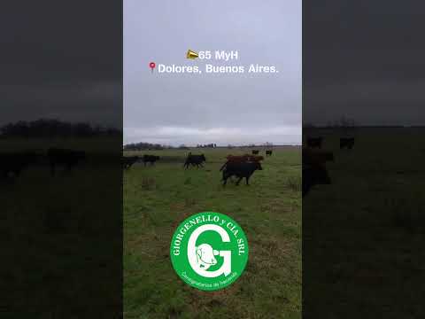 🚨 65 MACHOS Y HEMBRAS A LA VENTA – DOLORES, BUENOS AIRES giorgenelloconsignatarios.com.ar