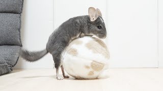 うさぎにマウントを取るチンチラ