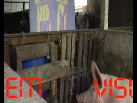 VISUAL SOUND SYSTEM.avi.ASF