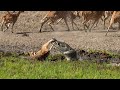 Crocodile Attack at the Watering Hole | Planet Earth III