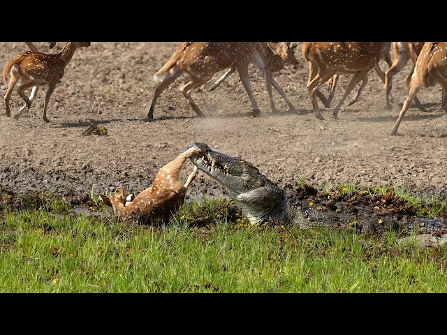 Crocodile Attack at the Watering Hole | Planet Earth III