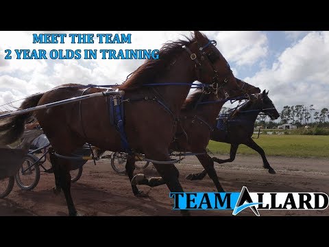 Meet The Team: Florida 2 Year Olds in Training #TeamAllard #harnessracing #horseracing