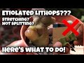 Lithops update | what to do with etiolated, stretching, not splitting living stone | living rocks