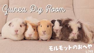 モルモット部屋配信 Guinea pig room live 🐹【ライブカメラ】 live webcam