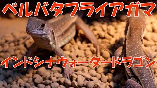 ベルバタフライアガマ、インドシナウォータードラゴン餌やり動画