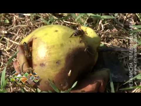 Prihrana pčela ozvaničila početak nove pčelarske godine