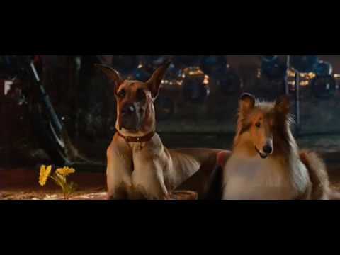 Dating between dogs is really romantic