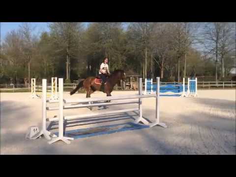 "Batida Royal Z" (Balou Du Rouet x Quantum x Carthago) 6y old