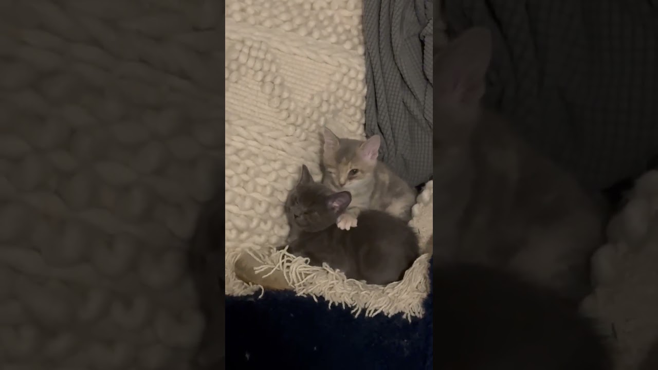 Liberty (51840/1936), an adopted Domestic Short Hair in Manassas, VA video 1/3