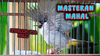 Download lagu KICAUAN TERBAIK Kutilang Gacor Full Isian MEWAH ngerol panjang dengan irama lagu volume pedas #birds mp3 Download lagu KICAUAN TERBAIK Kutilang Gacor Full Isian MEWAH ngerol panjang dengan irama lagu volume pedas #birds mp3