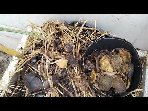 Cách trộn đất trồng cây gì cũng tốt.