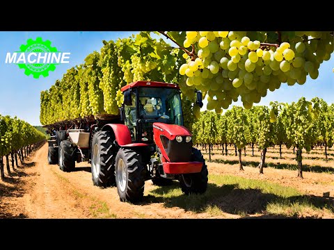 The Most Modern Grape Harvesting Machines 🍇🍇🍇 In The World That Are At Another Level