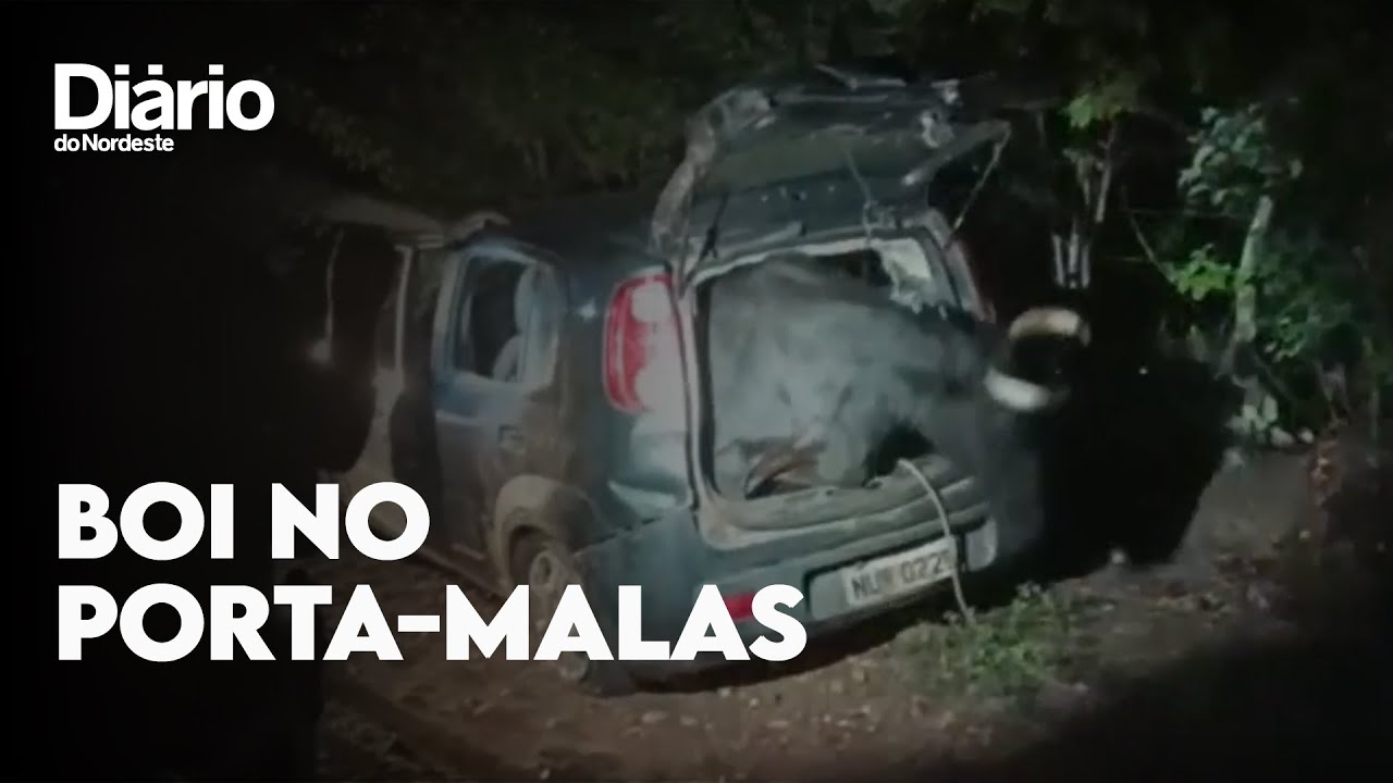 Imagem da notícia Boi é furtado e colocado dentro de porta-malas de carro no Interior do Ceará; veja vídeo