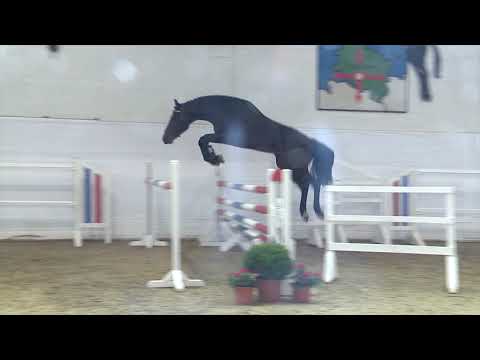 Holsteiner Körlot 2018 | Nr. 36 - COQUETTO v. Cornet Obolensky - Casquetto