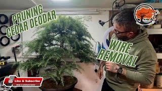 Cedar Deodar Bonsai Pruning And Wire Removal