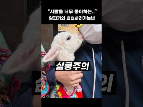 알파카와 라마의 귀여운 만남! 이들의 매력에 빠져보세요
