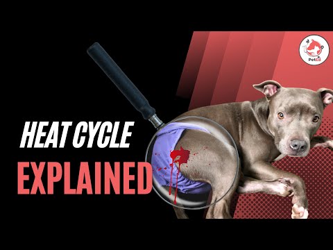 Dog Heat Cycle? : Explained