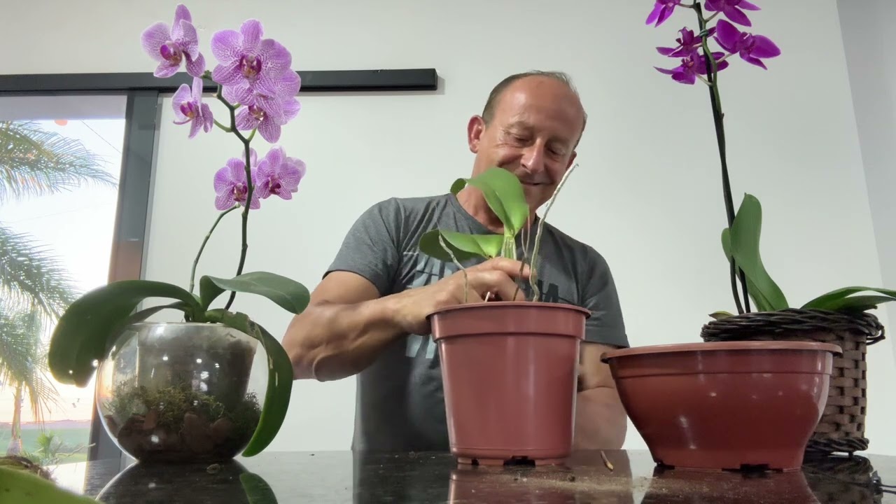 Orquídeas katlleia, como plantar.