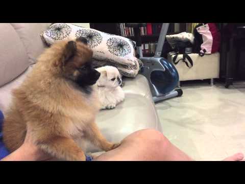 Dogs react to "Cesar Millan dog whisperer" !