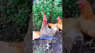 Download lagu Ayam lagi bermain bersama dan berkokok,story wa, story wa kata2 bijak,story wa lagu inggris,story wa mp3