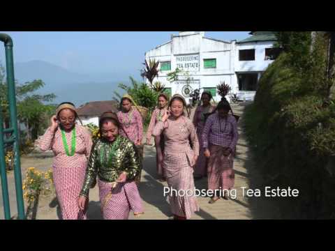 Twinings Tea Tasters - Latest Season Darjeeling Loose Tea