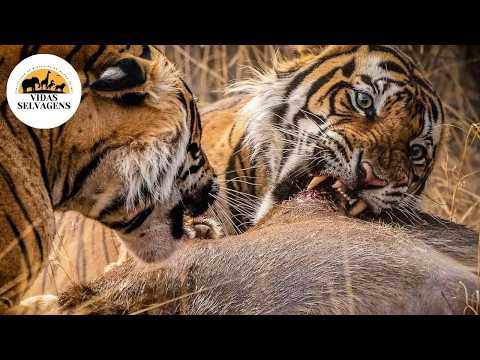 Índia Selvagem: A Batalha Brutal na Floresta Ancestral #animaisselvagens | Vidas Selvagens