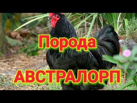 , title : 'АВСТРАЛОРП порода кур. Чёрный Австралорп. Описание, характеристика, продуктивность.'