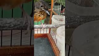 Download lagu RAWATAN MURAI TROTOL AGAR CEPAT GANTI BULU mp3