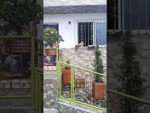 el gata neira caldas , colomboa