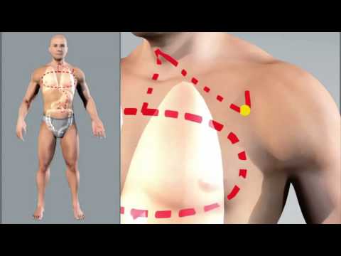 Lung meridian animation
