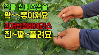 작물이 확~살아나고, 괴저반점바이러스까지 풀린다..메소나