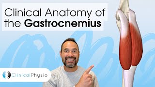 Clinical Anatomy of the Gastrocnemius | Expert Physio Guides you through 3D Anatomy Tutorial!