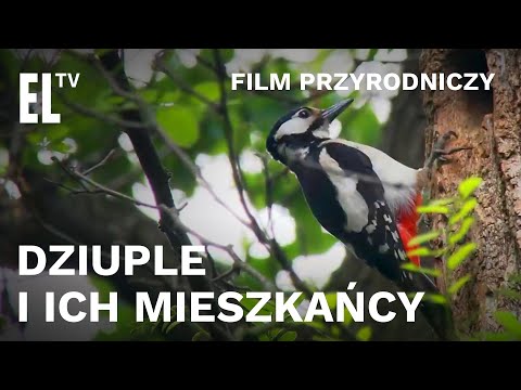 Dziuple i ich mieszkańcy |FILM PRZYRODNICZY|