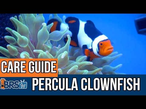 The Basics of Percula Clownfish