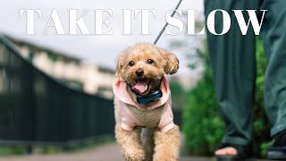 楽しそうに走るマルプーとお散歩｜犬との暮らしVlog