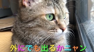 外を眺めるゆめちゃん🐱 Yume looking at the outside