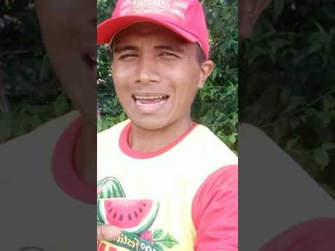 Melancia um fruto que aquece a economia de Jatobá Maranhão