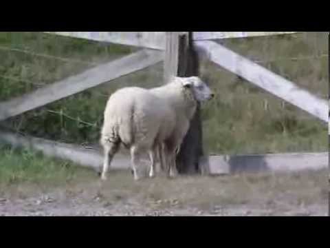 Världens bästa skämt